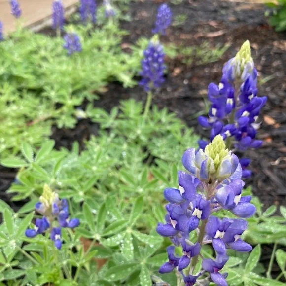 50 Seeds Texas Bluebonnet Wildflower Lupinus texensis Flower Seeds Garden - Picture 9 of 16